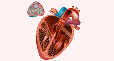 Heart Valve Replacement in India: Understanding Costs and Healthcare Concerns