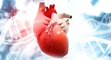 The Role of Genetics in Vascular Heart Diseases: Understanding Familial Patterns