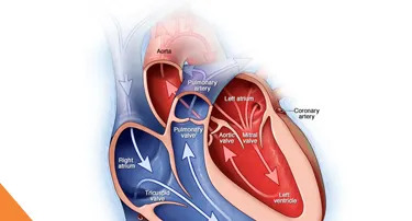 Exploring Valvular Heart Disease: Causes, Symptoms, and Treatments
